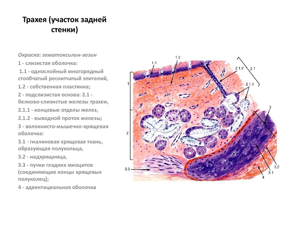 Трахея клетки. Гистологический препарат трахеи. Поперечный срез трахеи гистология препарат. Трахея участок задней стенки гистология. Однослойный многорядный эпителий трахеи гистология.