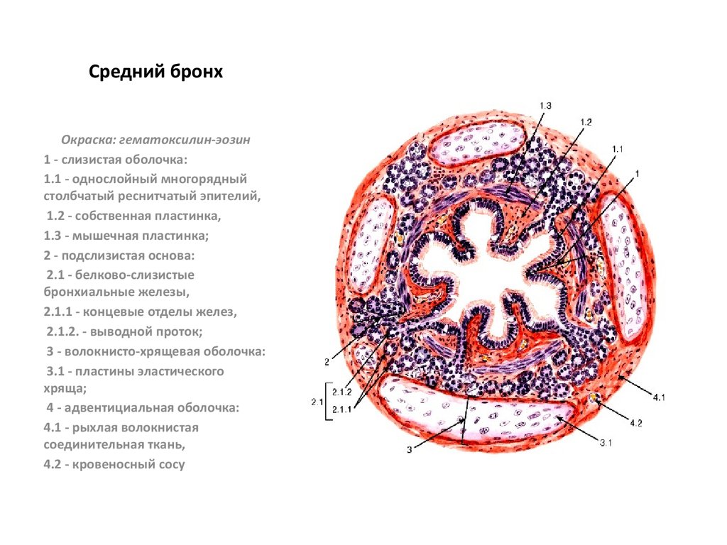 Строение крупно. Бронх среднего калибра гистология. Бронх среднего калибра гистология препарат. Бронхи среднего калибра гистология препарат. Бронхи среднего калибра гистология.