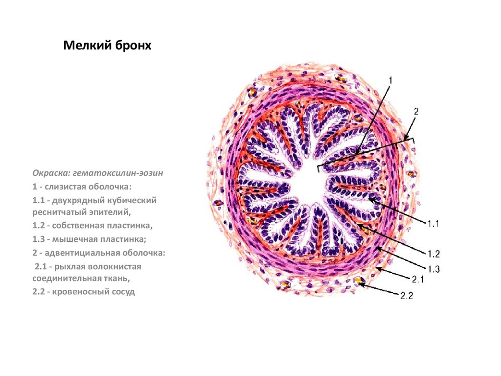 Оболочки бронхов. Бронхи среднего калибра гистология. Бронх малого калибра гистология препарат. Бронхи строение гистология. Бронхи малого калибра гистология.