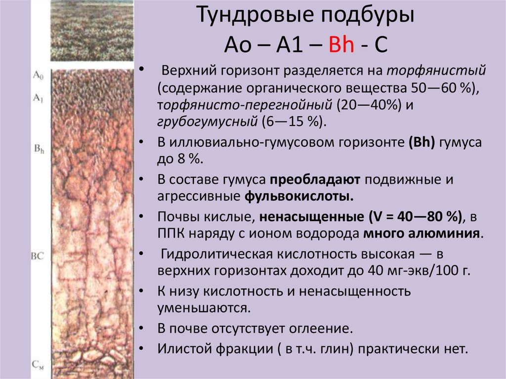 Содержание гумуса в арктических пустынях. Дерново-подбуры глеевые. Профиль почвы тундры. Тундрово-глеевые почвы профиль. Гумусовый Горизонт в мерзлотно таежных почвах.