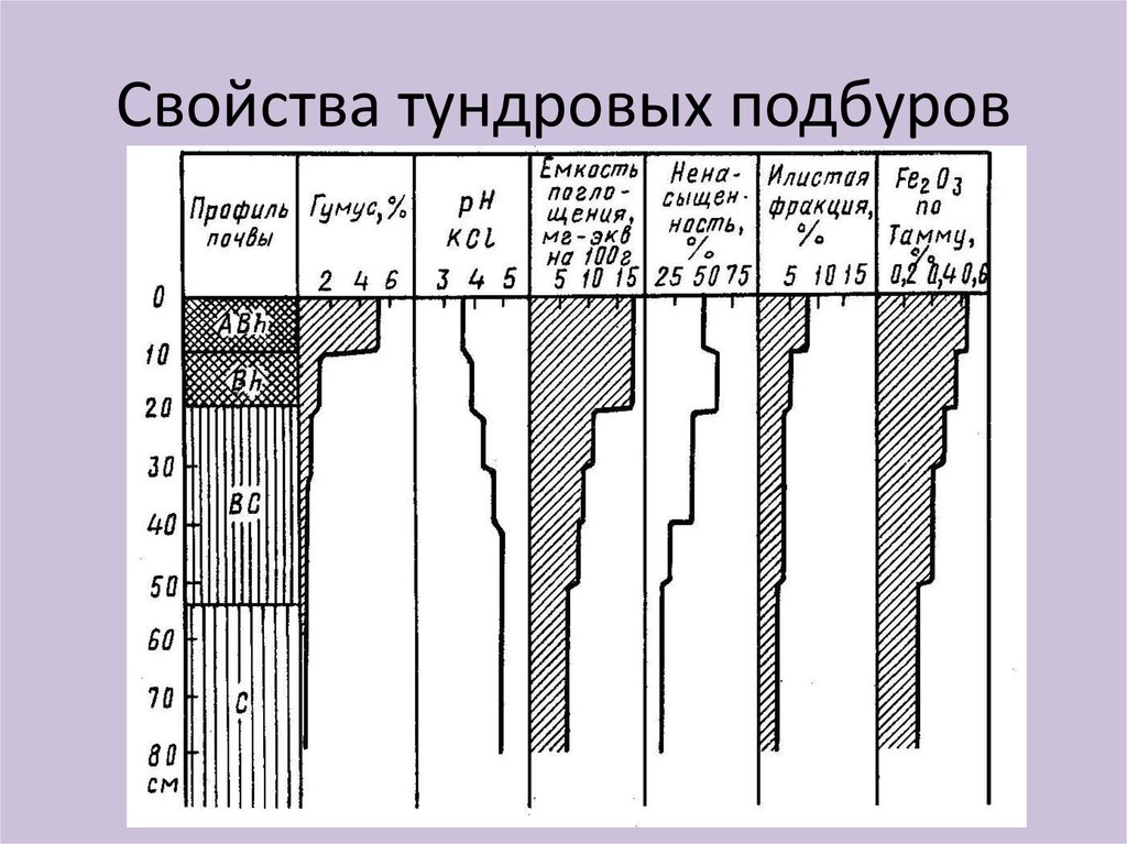 Содержание гумуса в мерзлотно таежных почвах. Подбуры Таежные почвенный профиль. Подбуры почвы характеристика. Подбуры тундровые почвы характеристика. Мерзлотно-Таежные почвы схема.