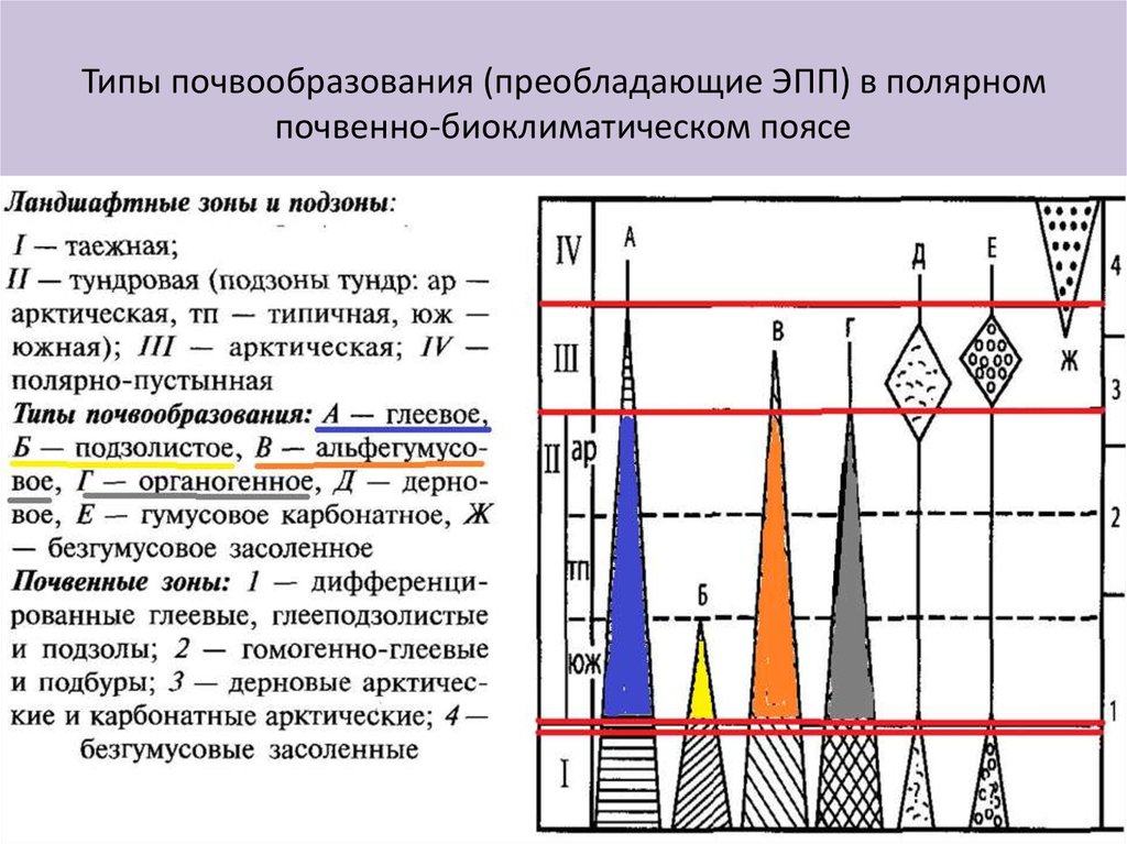 Формирование почвы. Типы почвообразования. Главные процессы почвообразования. Типы почвообразования почв. Основной процесс почвообразования.