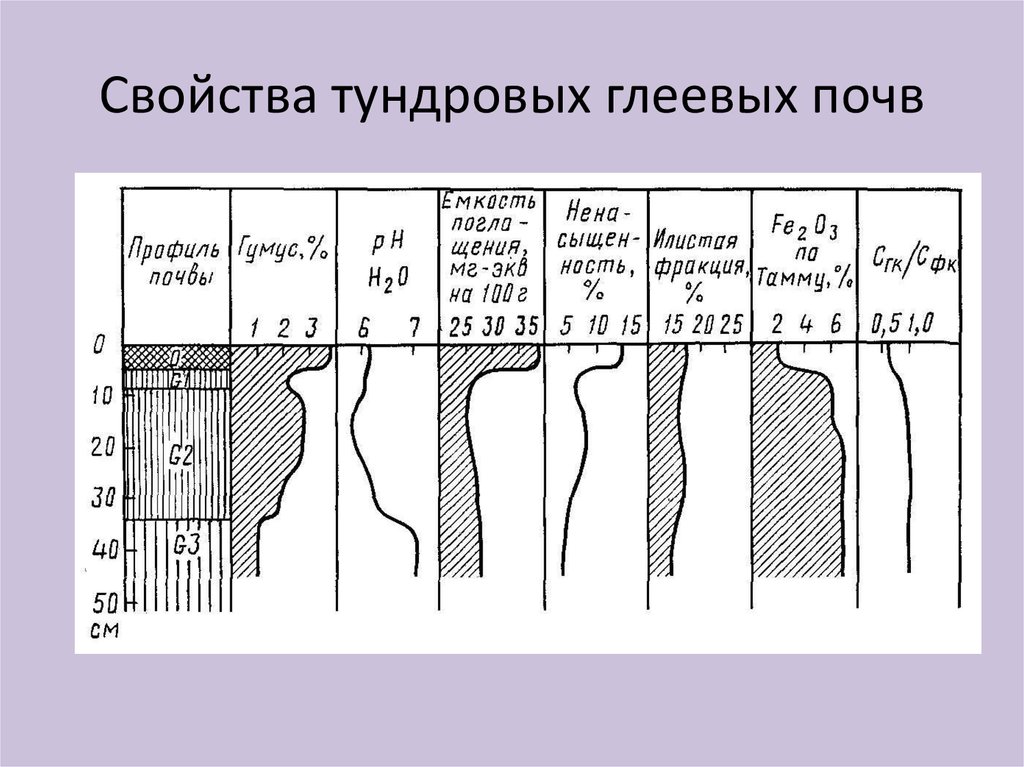 Картинка тундровой глеевой почвы