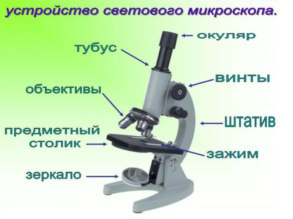 Какую функцию выполняет основа микроскопа. Микромед с-12. Части микроскопа биология 5 класс. Микроскоп части микроскопа биология 5 класс. Строение микроскопа 5 класс биология.