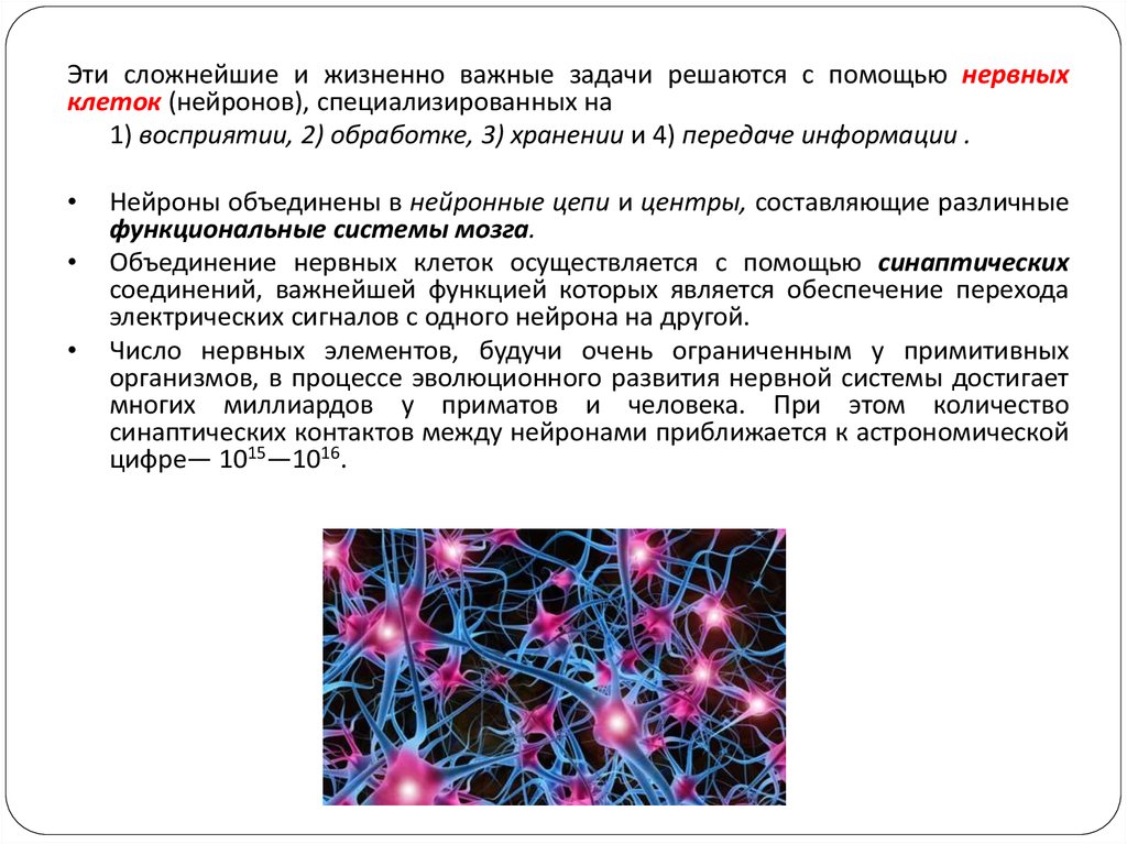 Основная клетка нервной системы