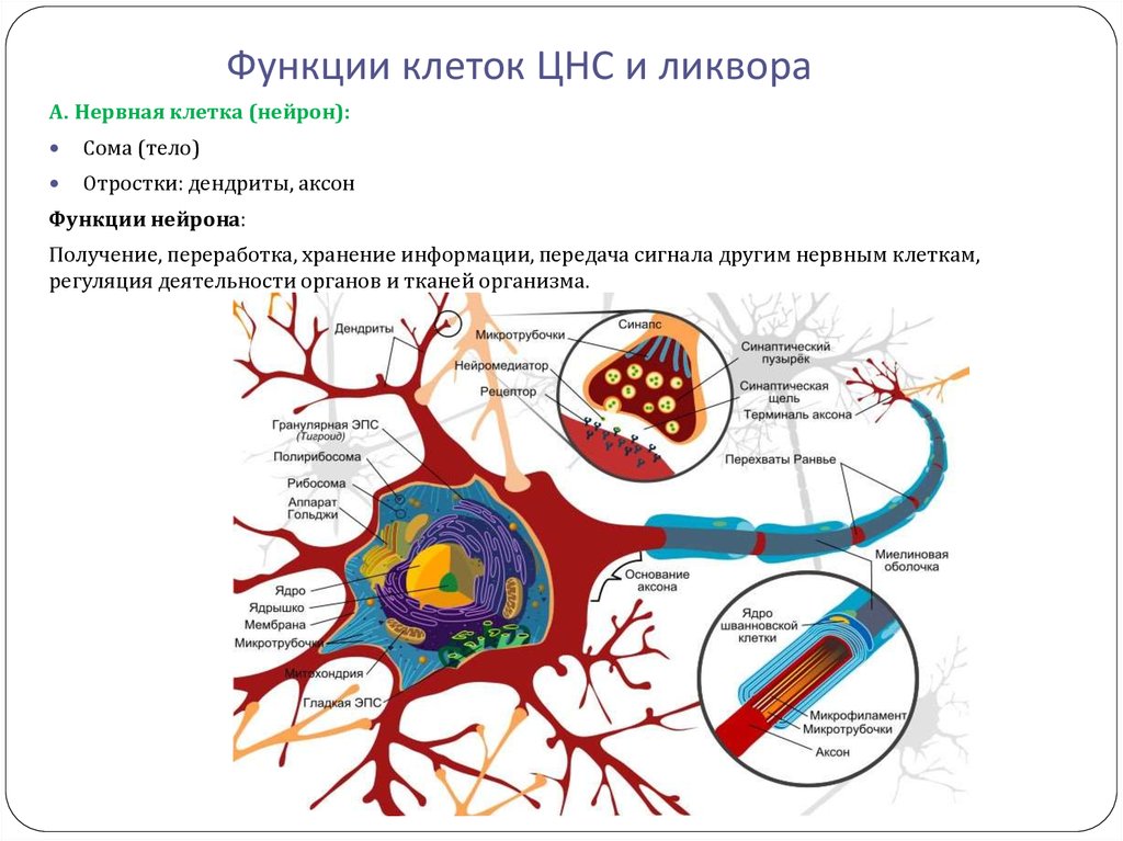 Функции центрального отдела нервной системы. Клетки ЦНС. Функции клеток ЦНС И ликвора. Функции клетки. Функции клеток нервной системы.