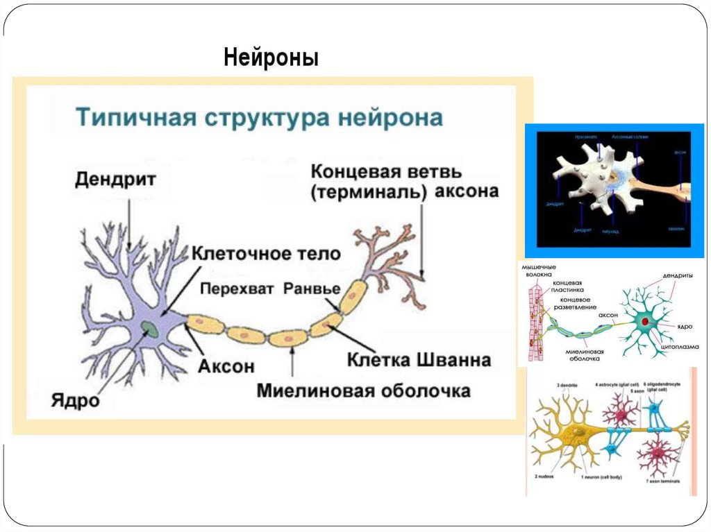 Короткие отростки аксоны сильно. Типичная структура нейрона. Строение нейрона. Отросток нервной клетки. Строение нейрона человека.