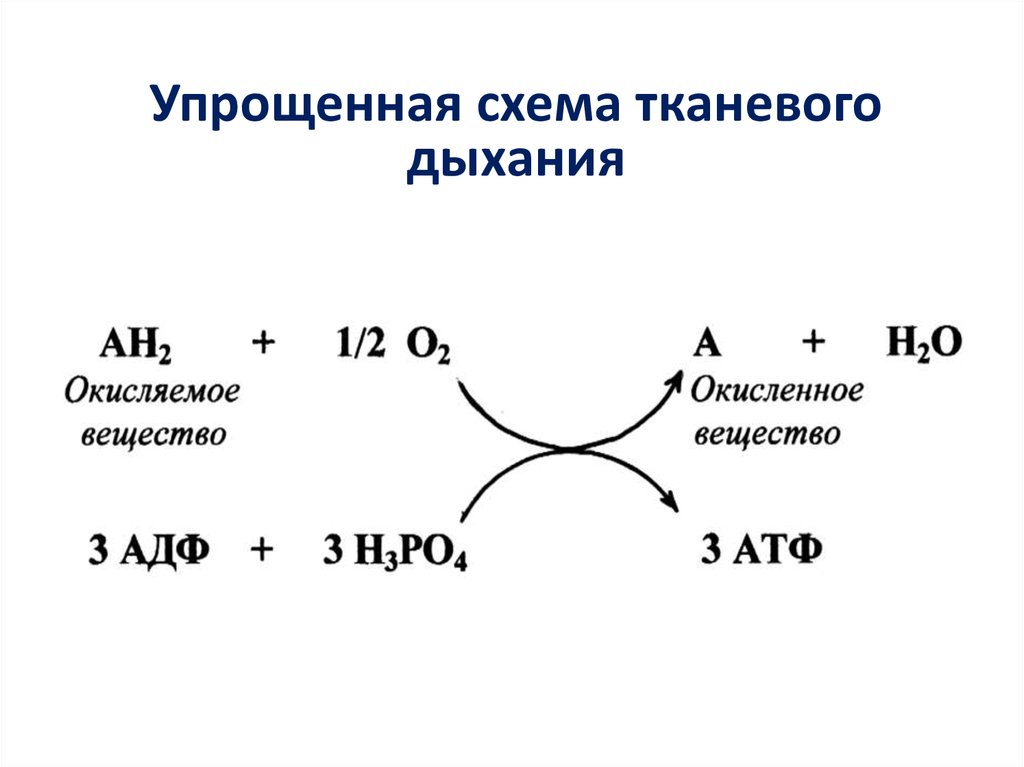 Биологическое окисление дыхания