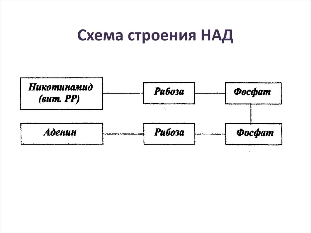 Схема над. Схема строения над. Над схема. Схема строения as. Nad+ структура.