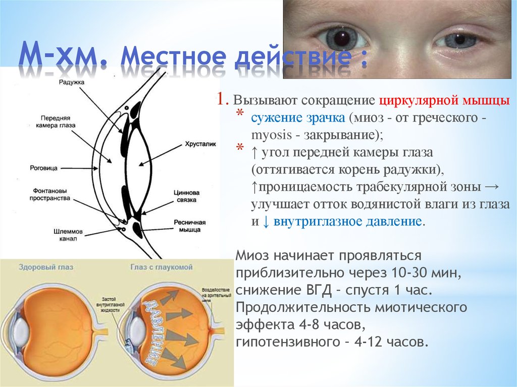 Мышцы зрачка. Сужение зрачка вызывается сокращением. Эффект сужения зрачка (миоз) вызывают. Сужение зрачков (миоз) вызывают:.