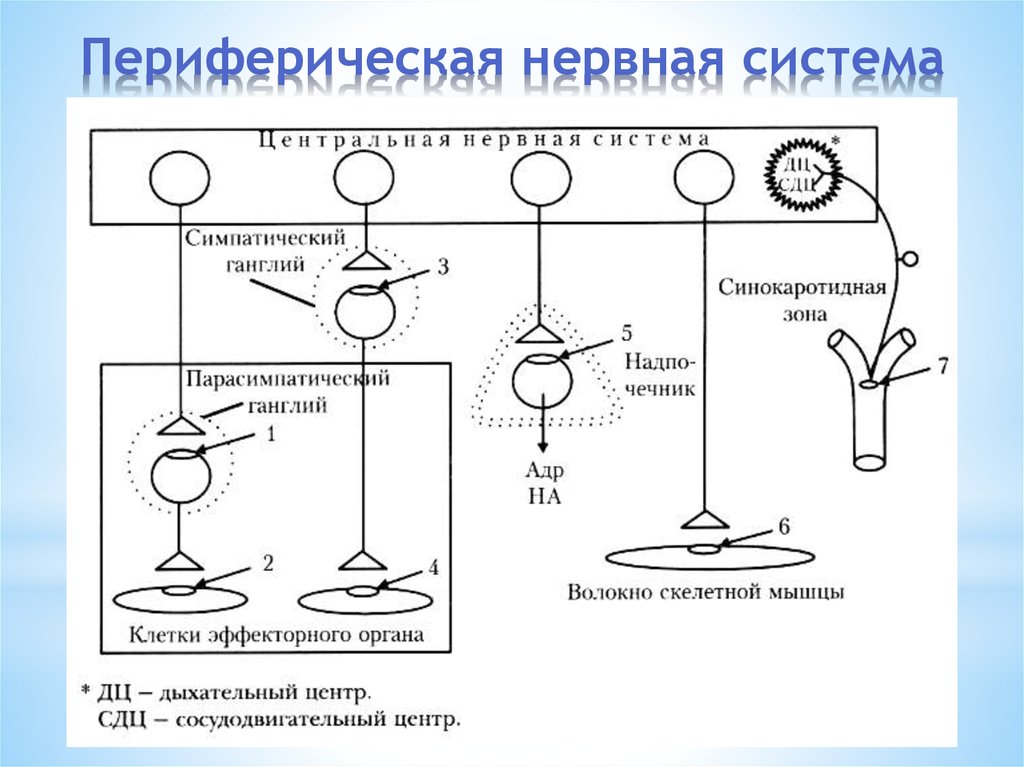 Периферическая нервная система