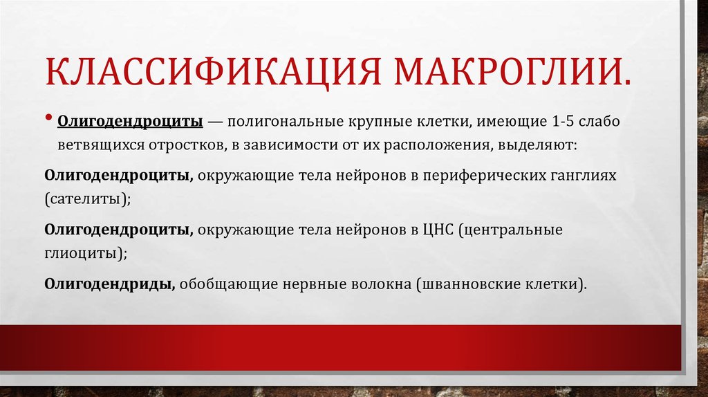 Классификация Макроглии.