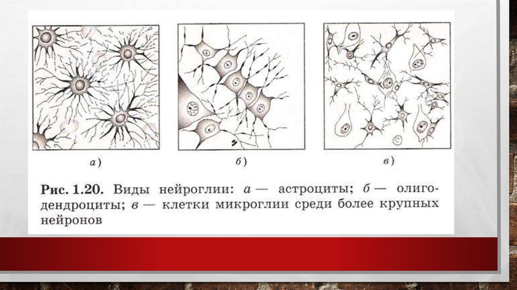 На рисунке стрелкой обозначена. Ядра клеток нейроглии. Типы нейроглии рисунок. Дендроциты. Виды дендроцита.