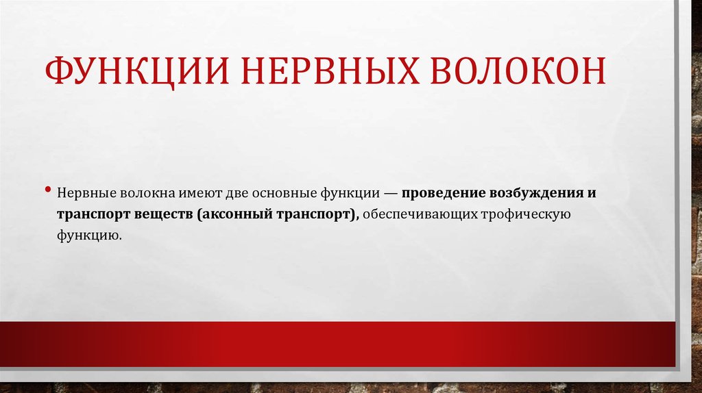 Функции нервных волокон