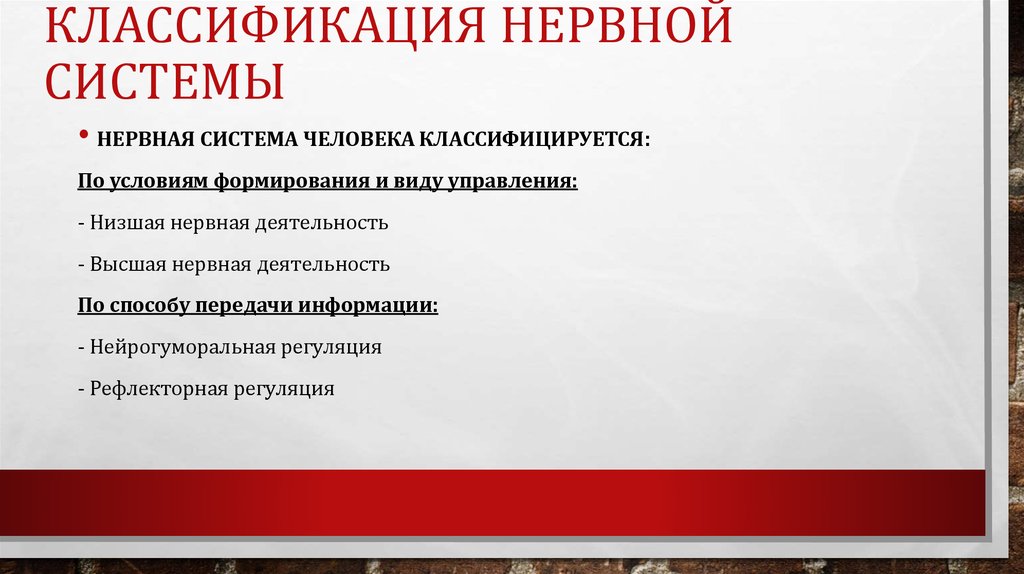 Классификация нервной системы