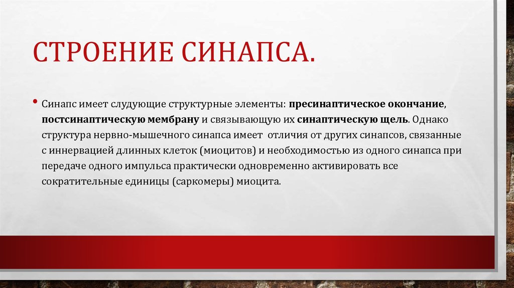 Строение Синапса.