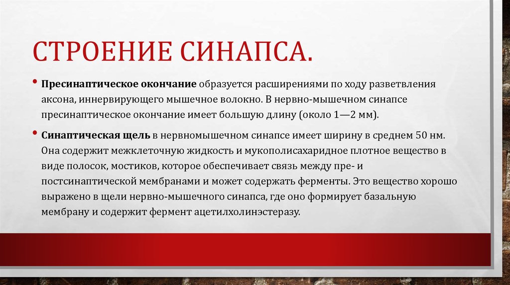 Строение Синапса.