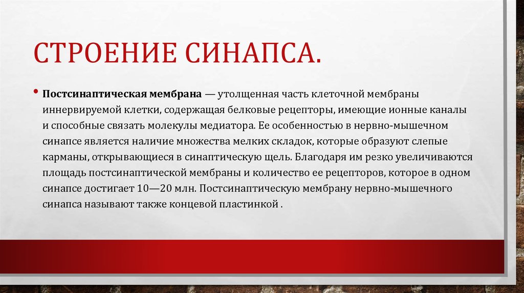 Строение Синапса.