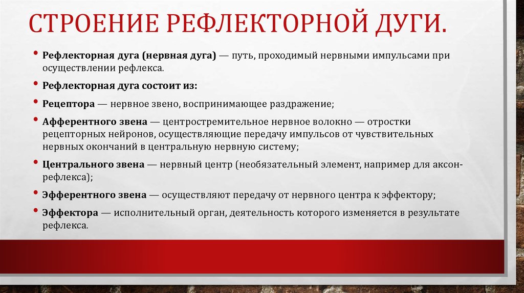 Нервное звено воспринимающее раздражение. Нервное звено воспринимающее раздражение