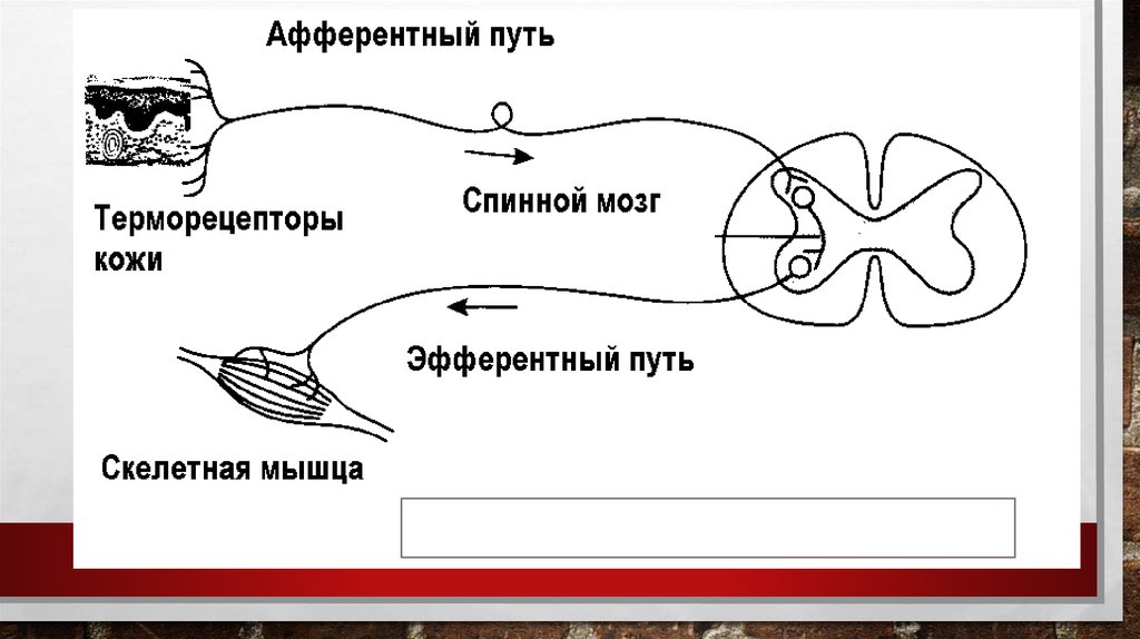 Надбровный рефлекс схема