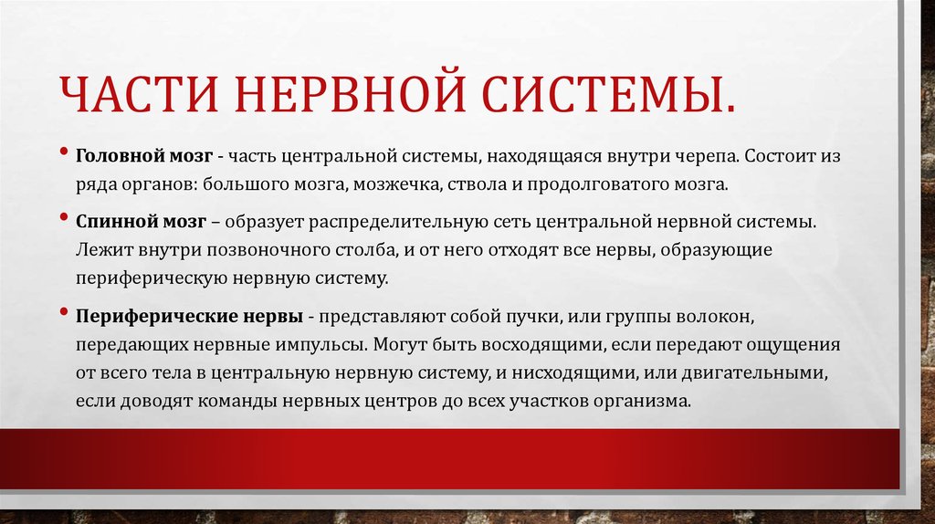 Части нервной системы.