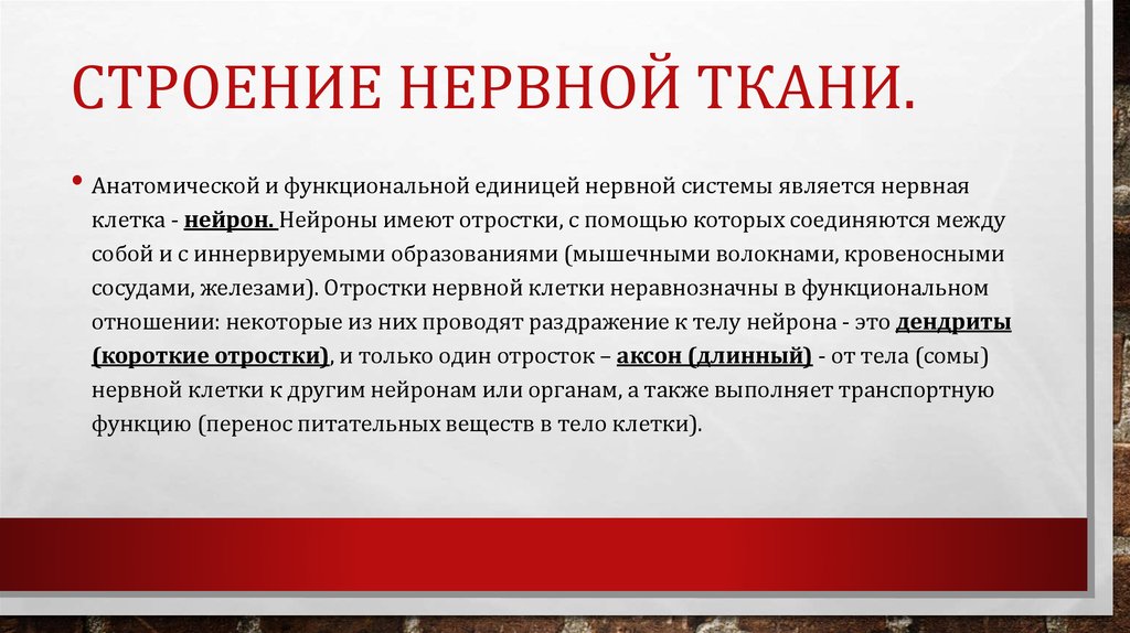 Строение нервной ткани.