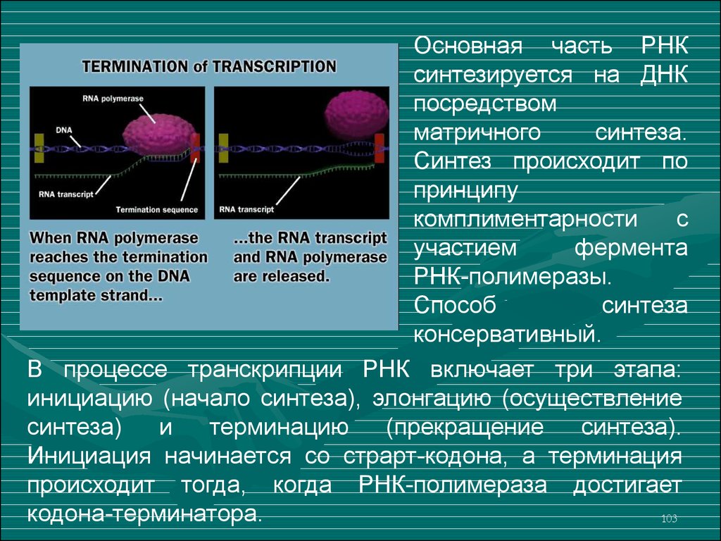 Рнк полимераза синтезирует. Матричный Синтез РНК терминация. Синтез полимеразы. Синтез матричной РНК для гемоглобина. Консервативный синтеза РНК.