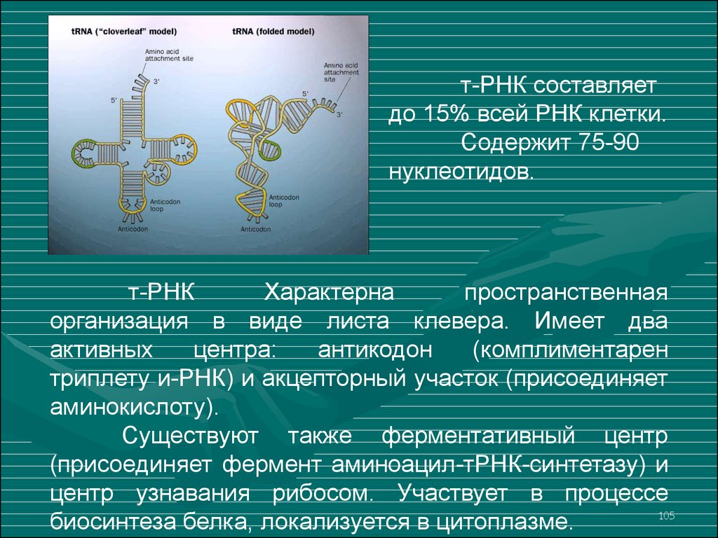 Для рнк характерно