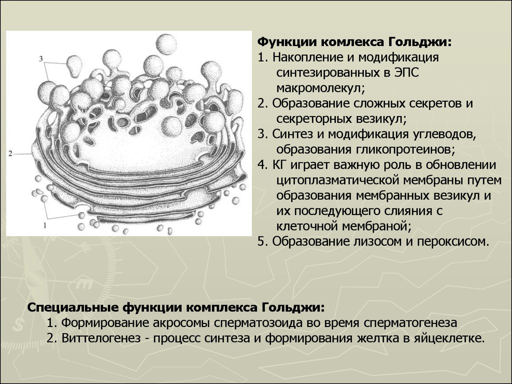 Образование лизосом происходит в. Структура клетки аппарат Гольджи. Органелла комплекс Гольджи. Полюса аппарата Гольджи.