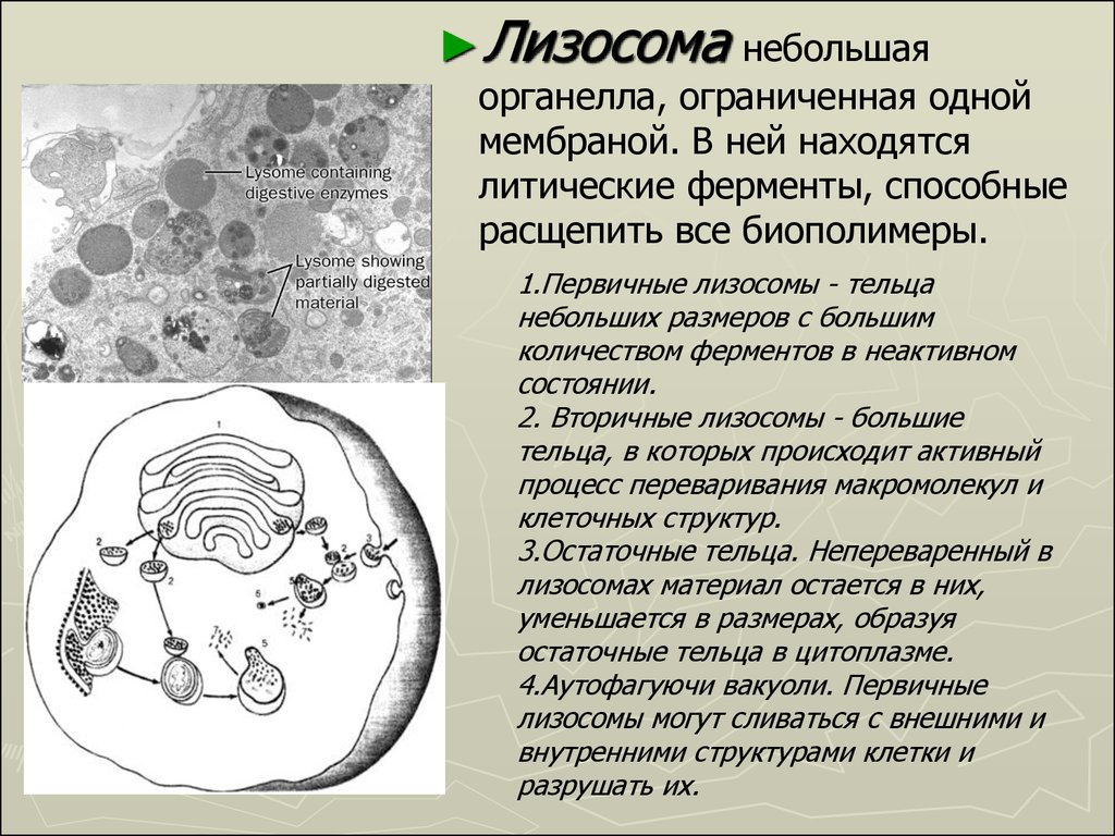 В лизосомах происходит. Лизосомы в световом микроскопе. Электронограмма лизосом. Мембрана лизосом. Строение мембраны лизосомы.