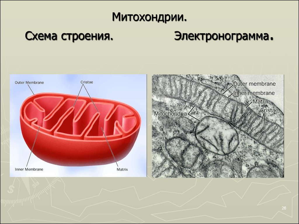 Схема строения митохондрии