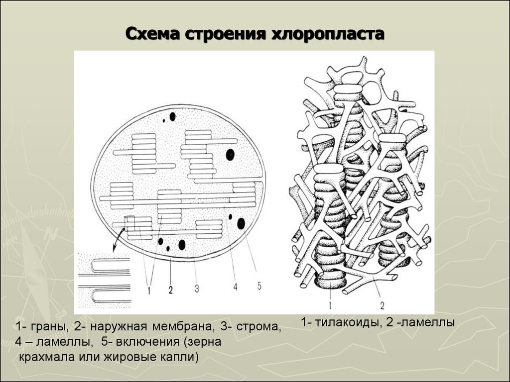 Хлоропласт на рисунке