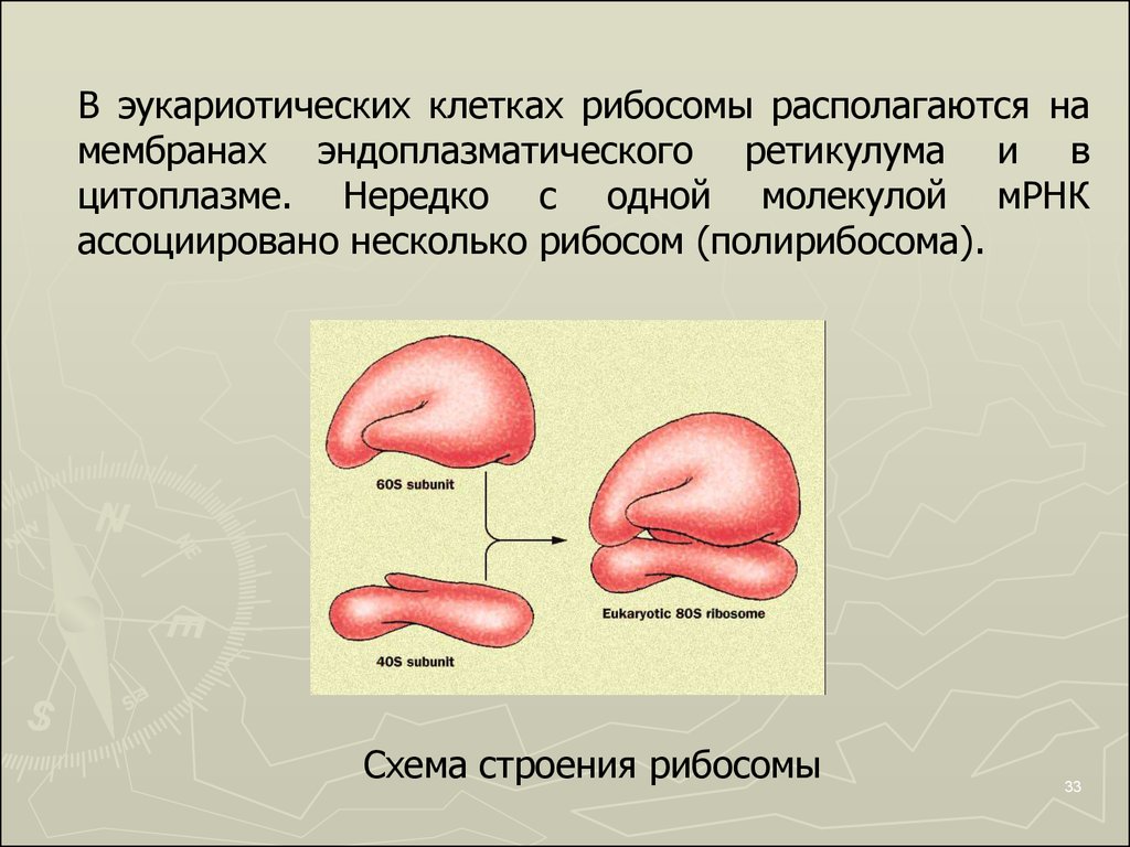 Рибосомы эукариот состоят из