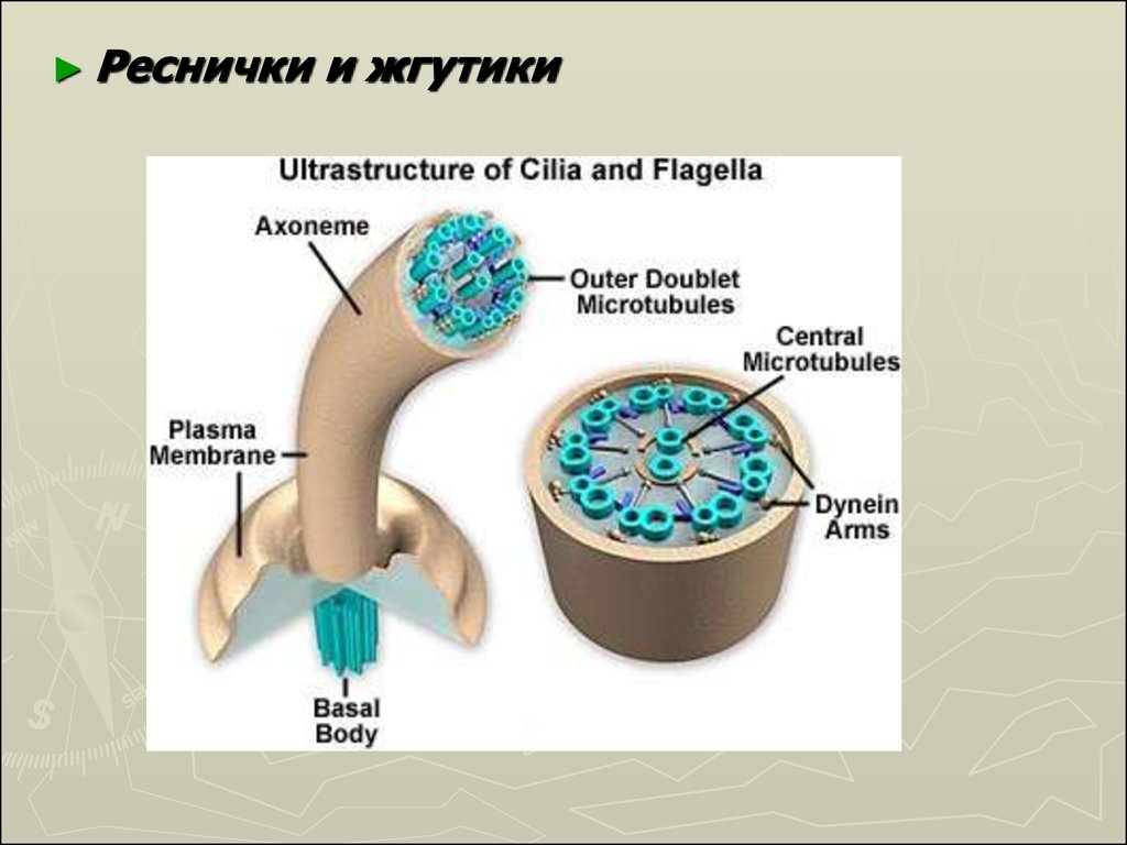 Функция ресничек жгутиков. Строение жгутиков и ресничек эукариот. Реснички биология строение. Структура ресничек и жгутиков.