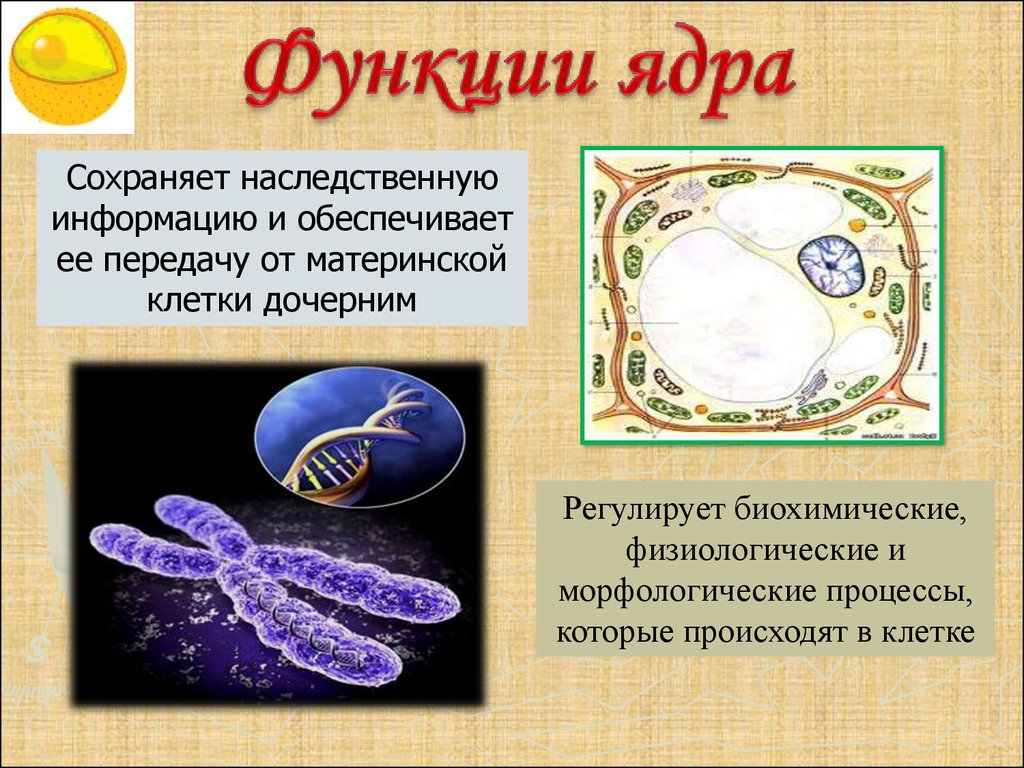 Содержит наследственную информацию. Функции ядра. Передача наследственной информации клетки. Наследственная информация хранится в. Наследственная информация в клетке.