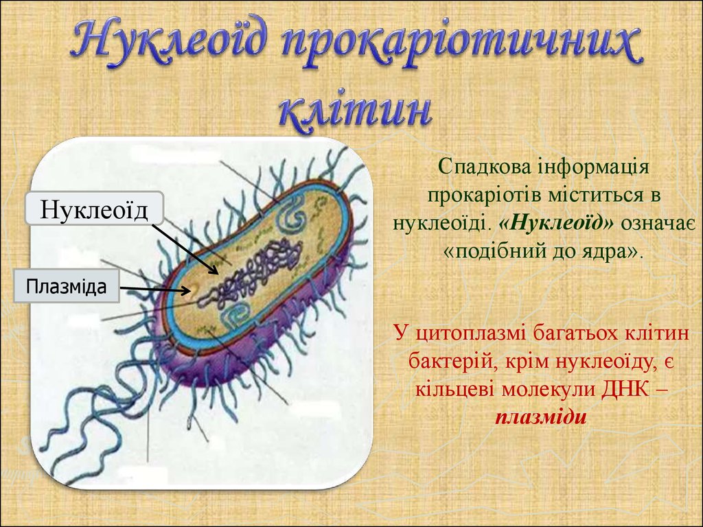 Происходит в цитоплазме. Нуклеоїд. Нуклеоїд бактерії. Нуклеоїд бактеріальних клітин. У цитоплазмі клітини містяться.