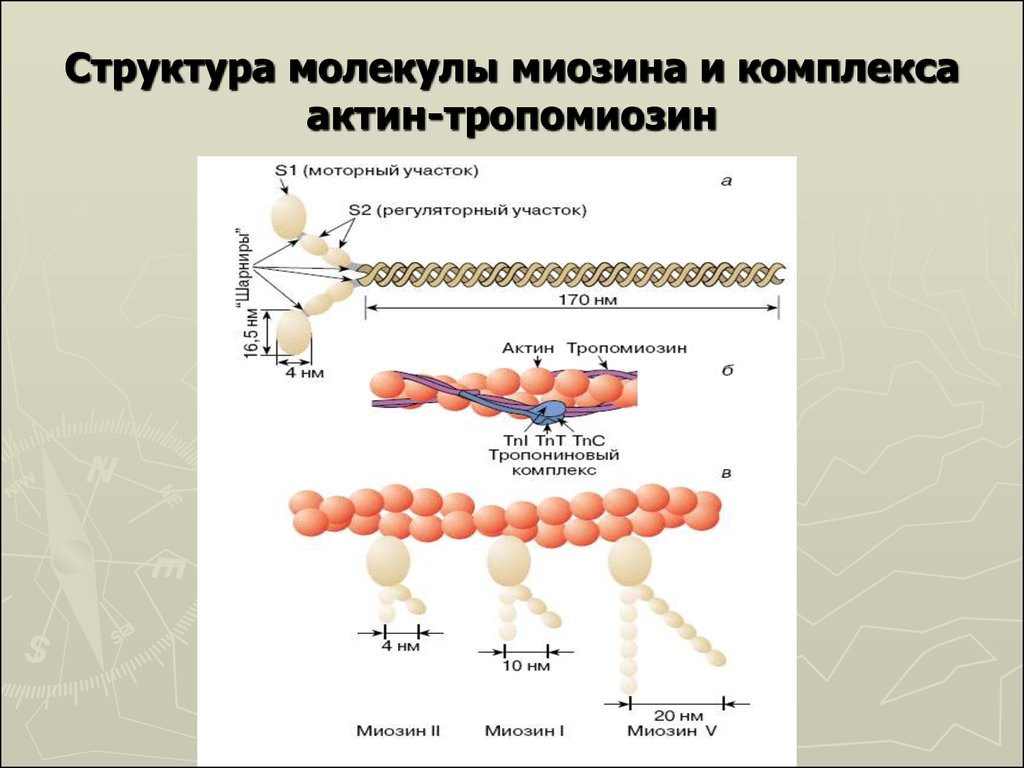 Актин состоит. Состав актина и миозина. Строение белка миозина. Структура и строение актина. Актин и миозин структура белка.