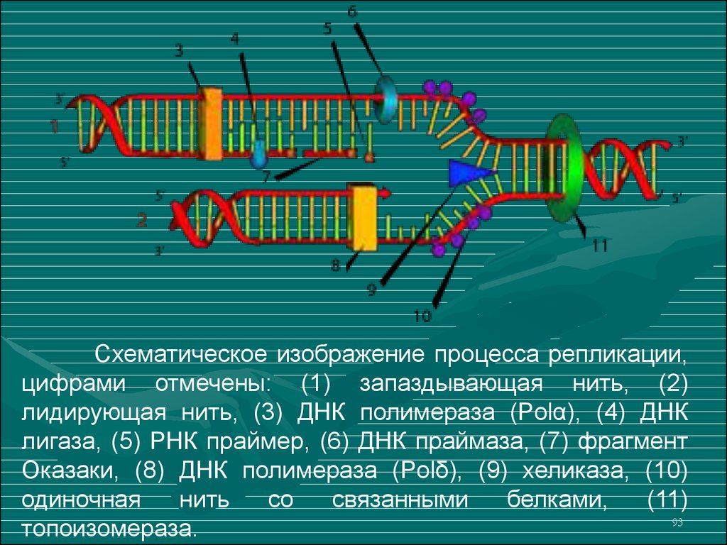 Рнк полимераза синтезирует. Хеликаза праймаза. Хеликаза в репликации. ДНК полимераза в репликации ДНК. Схематическое изображение процесса репликации.