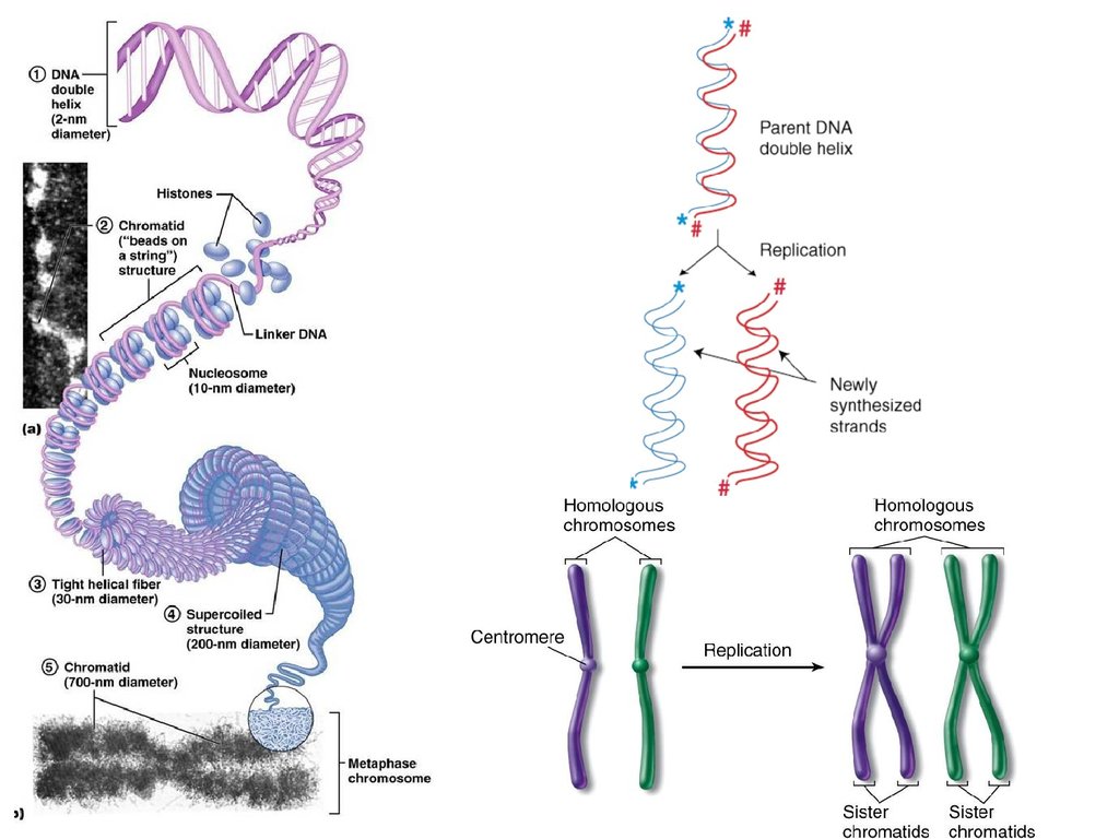 Строение хромосом днк. Строение хромосомы после репликации ДНК. Хромосома до репликации. Строение хромосом человека. Удвоение ДНК хромосомы.