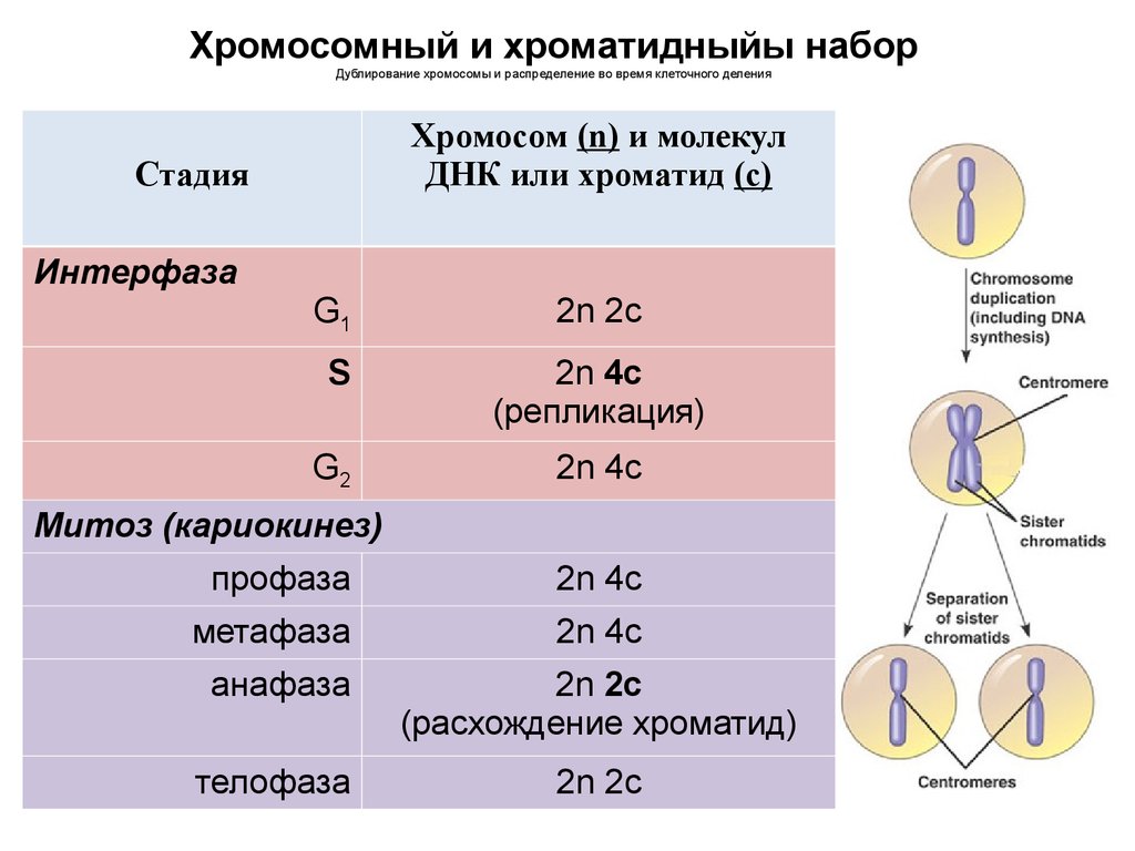 Сколько хромосом в телофазе мейоза 1. Клеточный цикл набор хромосом клеток. 1n1c набор хромосом. Фазы клеточного цикла набор хромосом. Набор генетического материала в митозе.