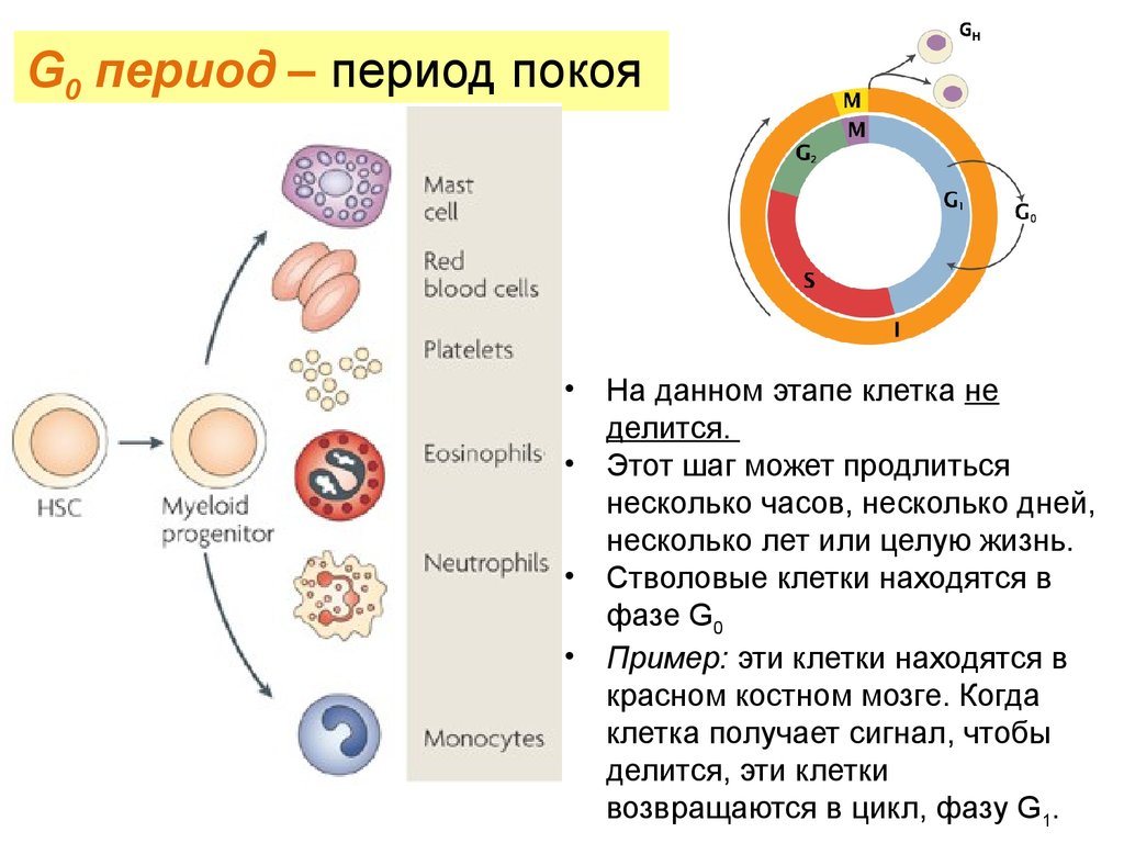 Периоды жизни клетки. G0 период клеточного цикла. Жизненный цикл клетки фаза g 0. Клеточный цикл g0. Клетки находящиеся в g0 фазе клеточного цикла.