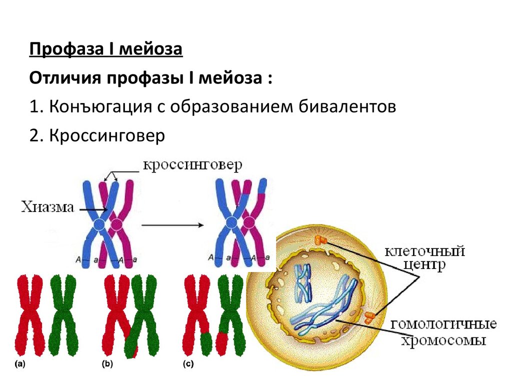 Спирализация хромосом конъюгация. Стадии профазы 1 мейоза 1. Первое деление мейоза профаза 1. Кроссинговер в фазе мейоза рисунок. Конъюгации красингувер при мейозе 1.