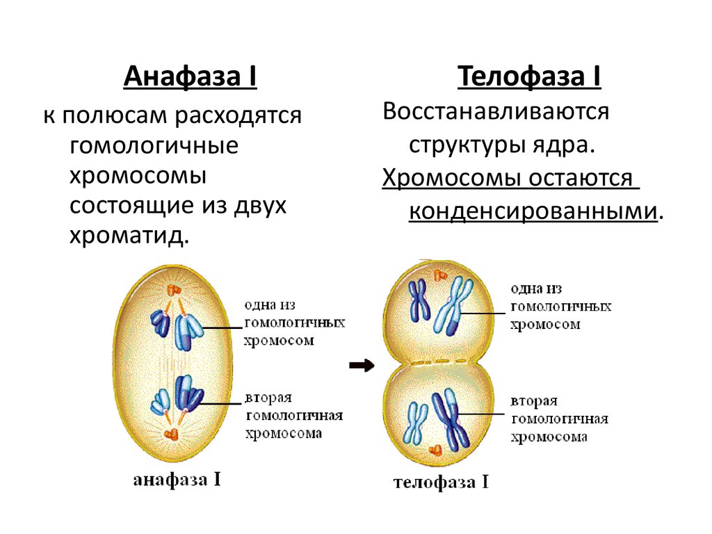 Сколько хромосом в телофазе мейоза 1. Профаза анафаза телофаза метафаза интерфаза. Митоз профаза метафаза анафаза телофаза. Анафаза 2 функции. Анафаза II профаза II телофаза II профаза i 2n 4c 2n 2c n c n 2c.