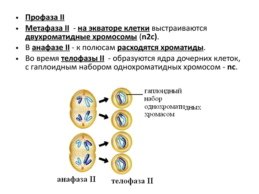Образование двухроматидных хромосом спирализация хромосом. Гаметогенез и онтогенез. Мейоз в жизненном цикле организмов. Прогенез онтогенез. Образование двухроматидных хромосом.