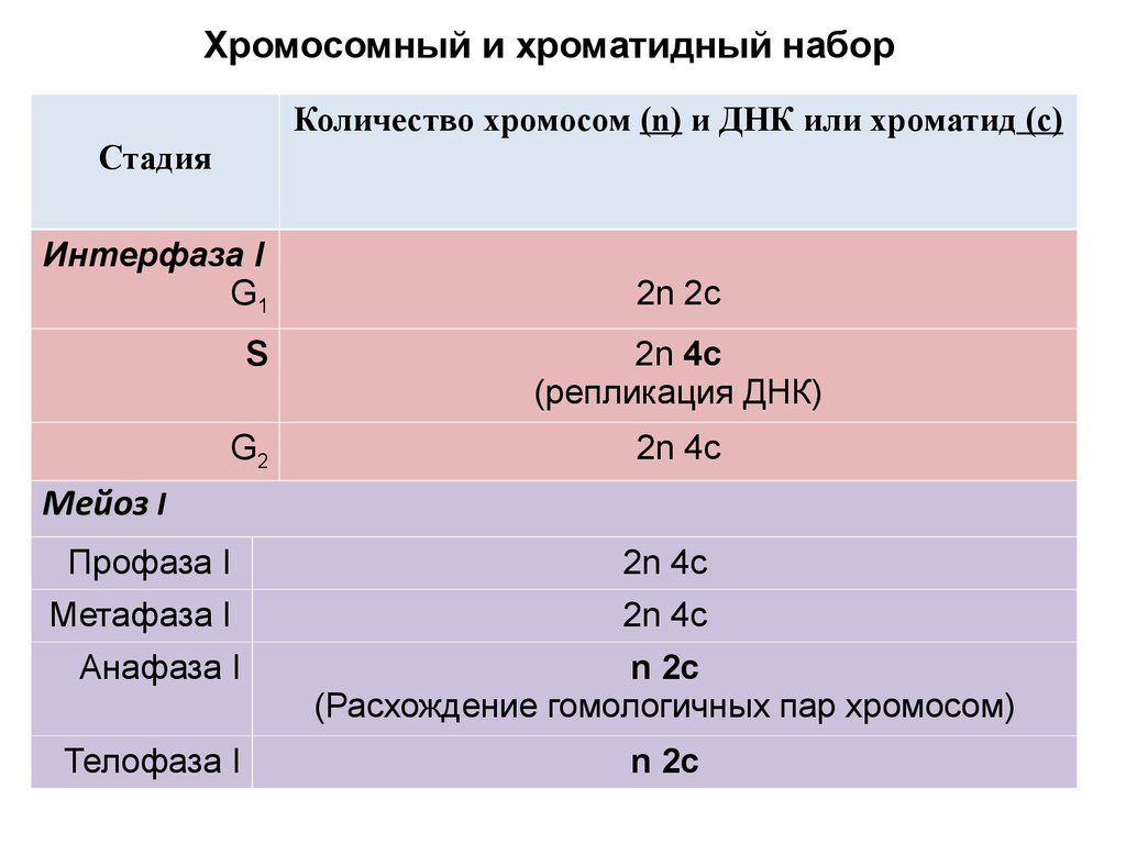 Интерфаза молекулы днк. Интерфаза количество хромосом и ДНК. Клеточный цикл с количеством хромосом. Клеточный цикл количество хромосом и ДНК. Число хромосом и ДНК В интерфазе.