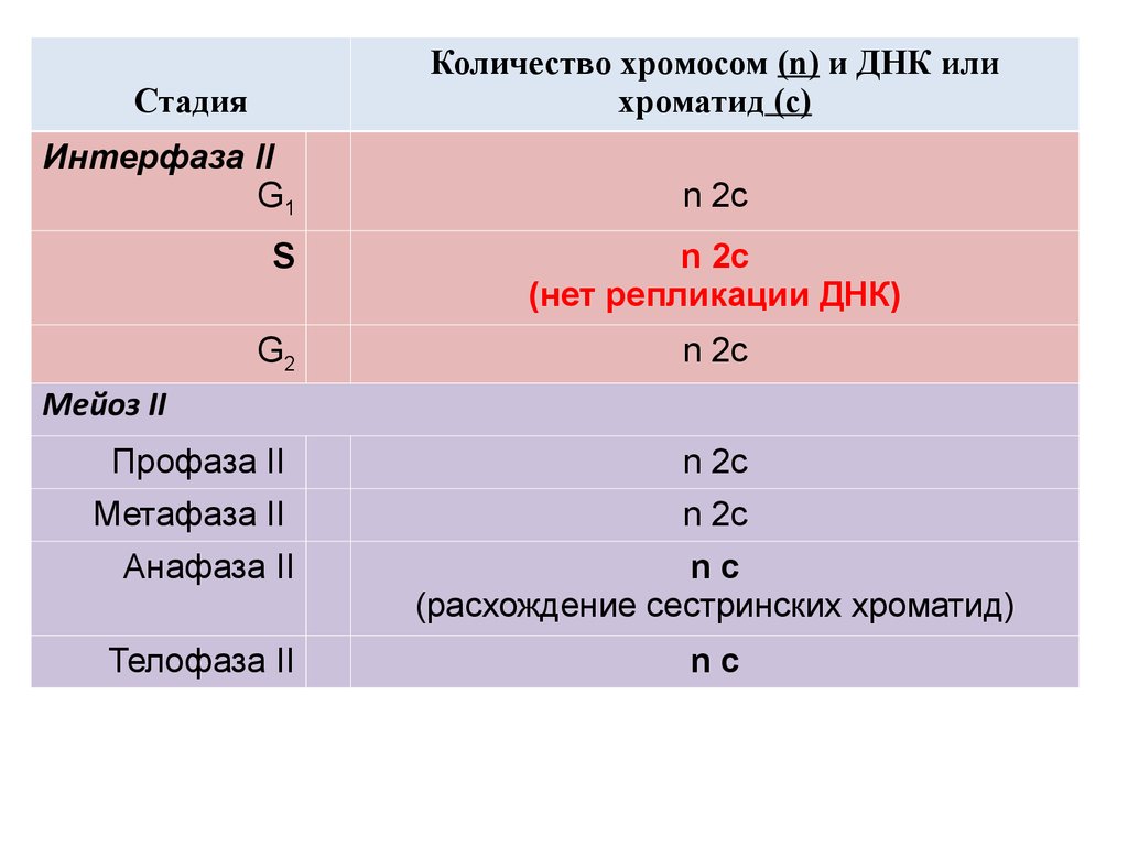 Интерфаза молекулы днк. Количество хромосом в интерфазе. Количество хромосом и ДНК. Интерфаза количество хромосом и ДНК.