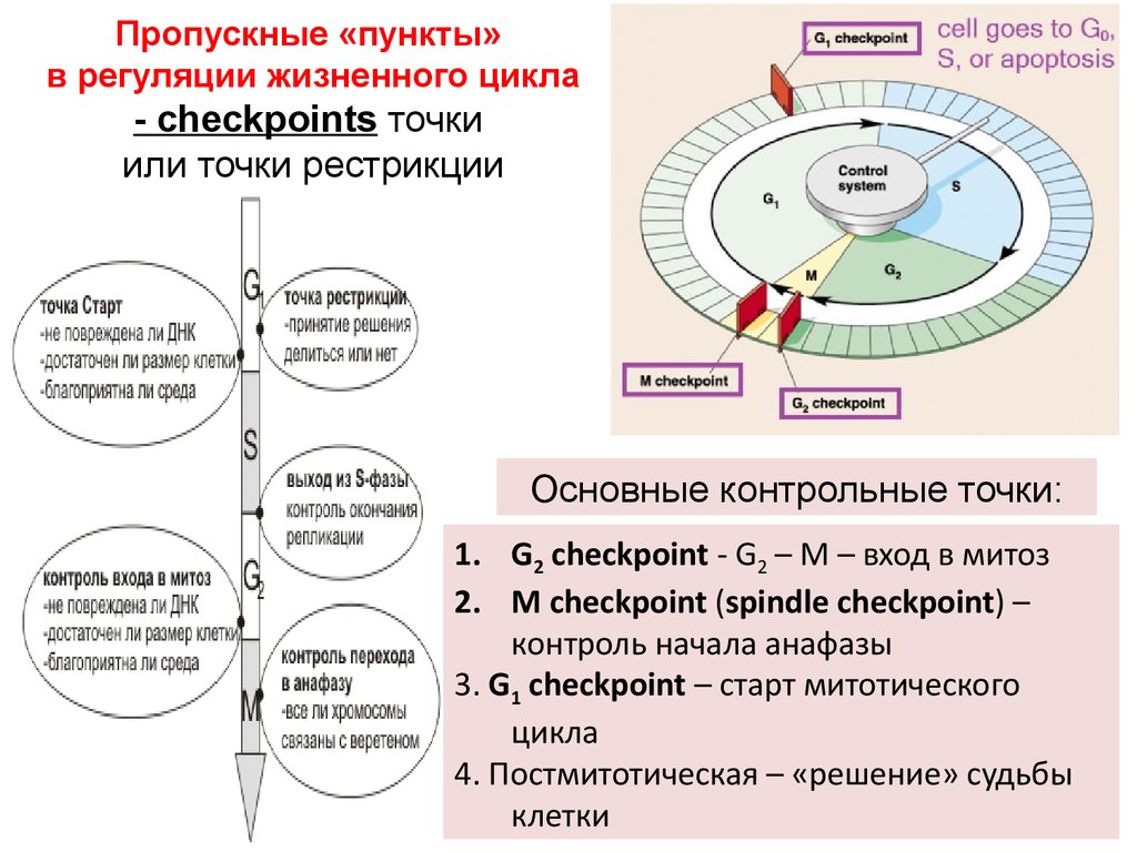 Контрольный цикл. Контрольные точки регуляции клеточного цикла. G1 контрольная точка клеточного деления. G1 контрольная точка клеточного цикла это. Клеточный цикл. Контрольные точки клеточного цикла.