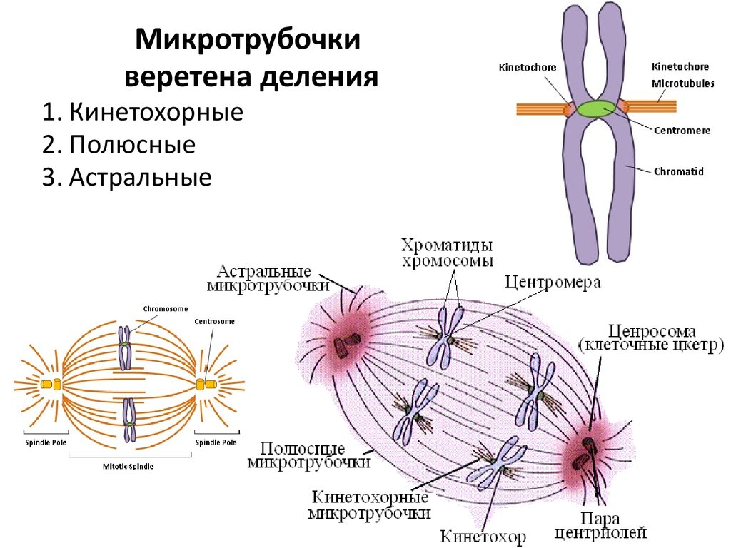 Митотические хромосомы