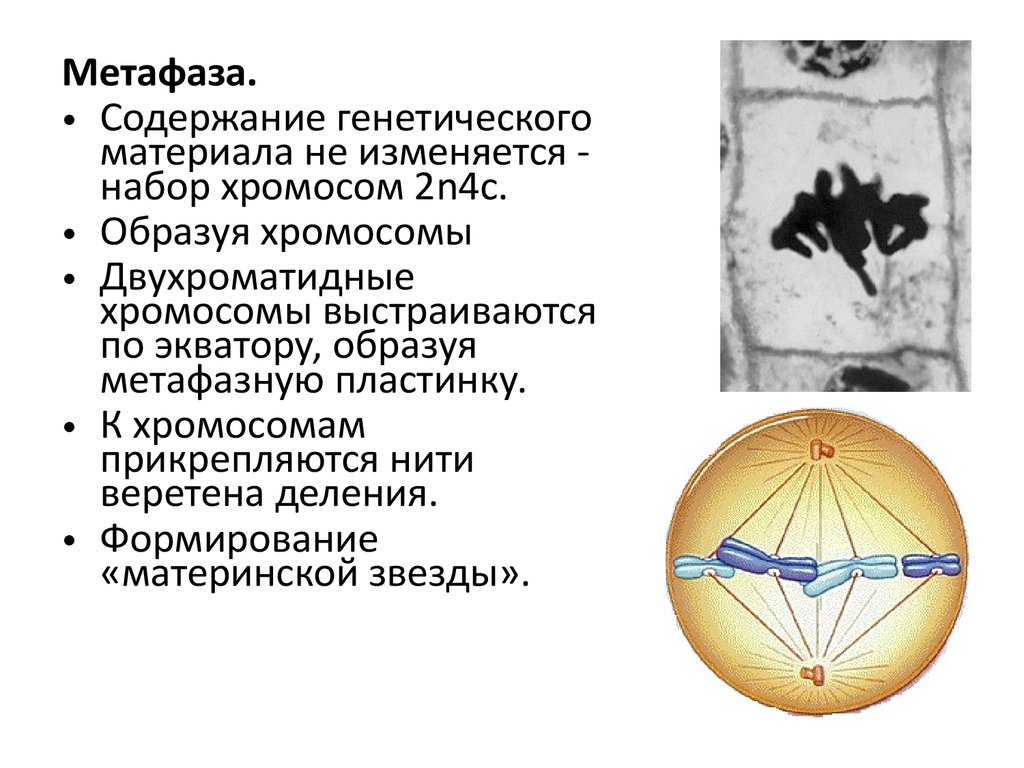 Двухроматидные хромосомы