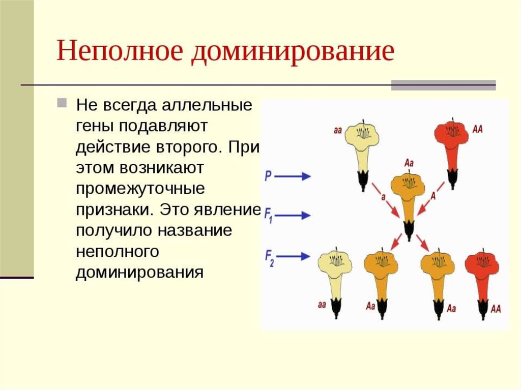 Полное доминирование признака. Неполное доминирование генетика. Не подное доминирование. Неполное доминирование примеры. Пример не полнгого Домини рования.